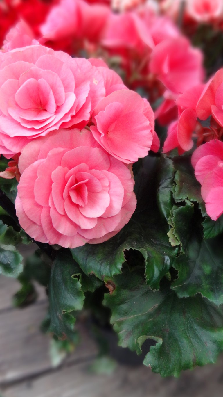 Flor de outubro - Detalhes Mágicos