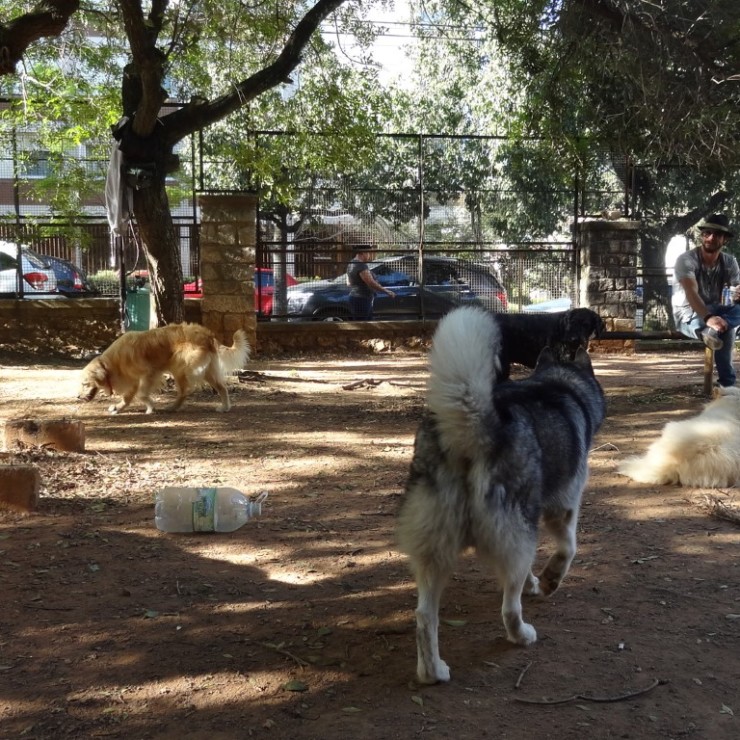 Praça dos cachorros no blog Detalhes Magicos